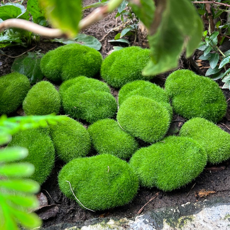 100/5PCS Artificial Moss Rock  - Preserved Moss Sheet recension och pris
