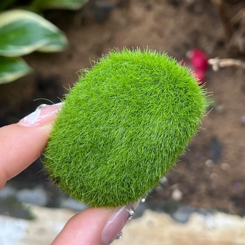 100/5PCS Artificial Moss Rock  - Preserved Moss Sheet recension och pris